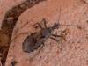 Coranus sp.
